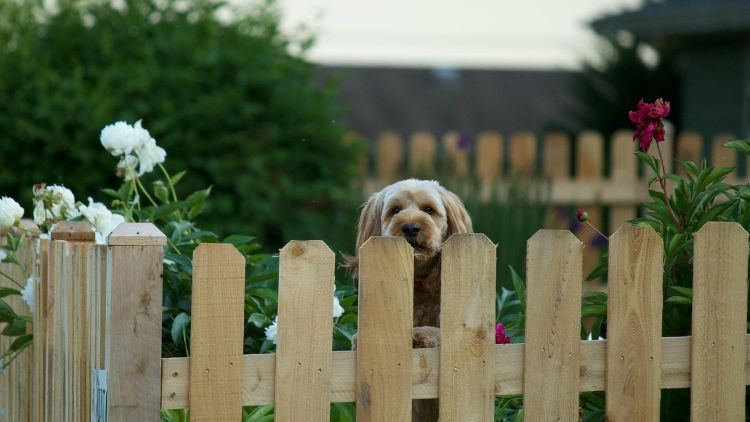https://handymanconnection.com/calgary/wp-content/uploads/sites/14/2025/08/Top-Pet-Friendly-Fences-to-Keep-Your-Furry-Friend-Safe.jpg