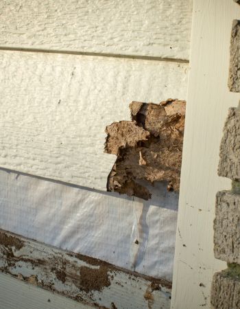 When Repairs Might Be Enough Siding Damage
