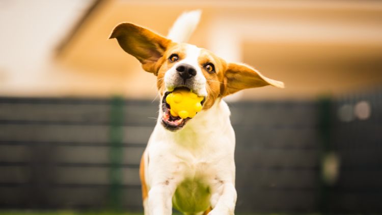 Why the Best Fences for Dogs and Cats Matter