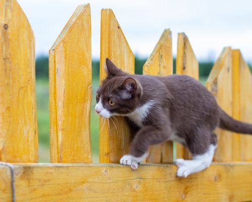Cat walking along a wooden fence on a background of nature