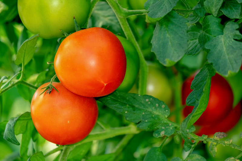 https://handymanconnection.com/carmel-in/wp-content/uploads/sites/16/2021/05/Canva-Tomatoes-in-the-Garden.jpg