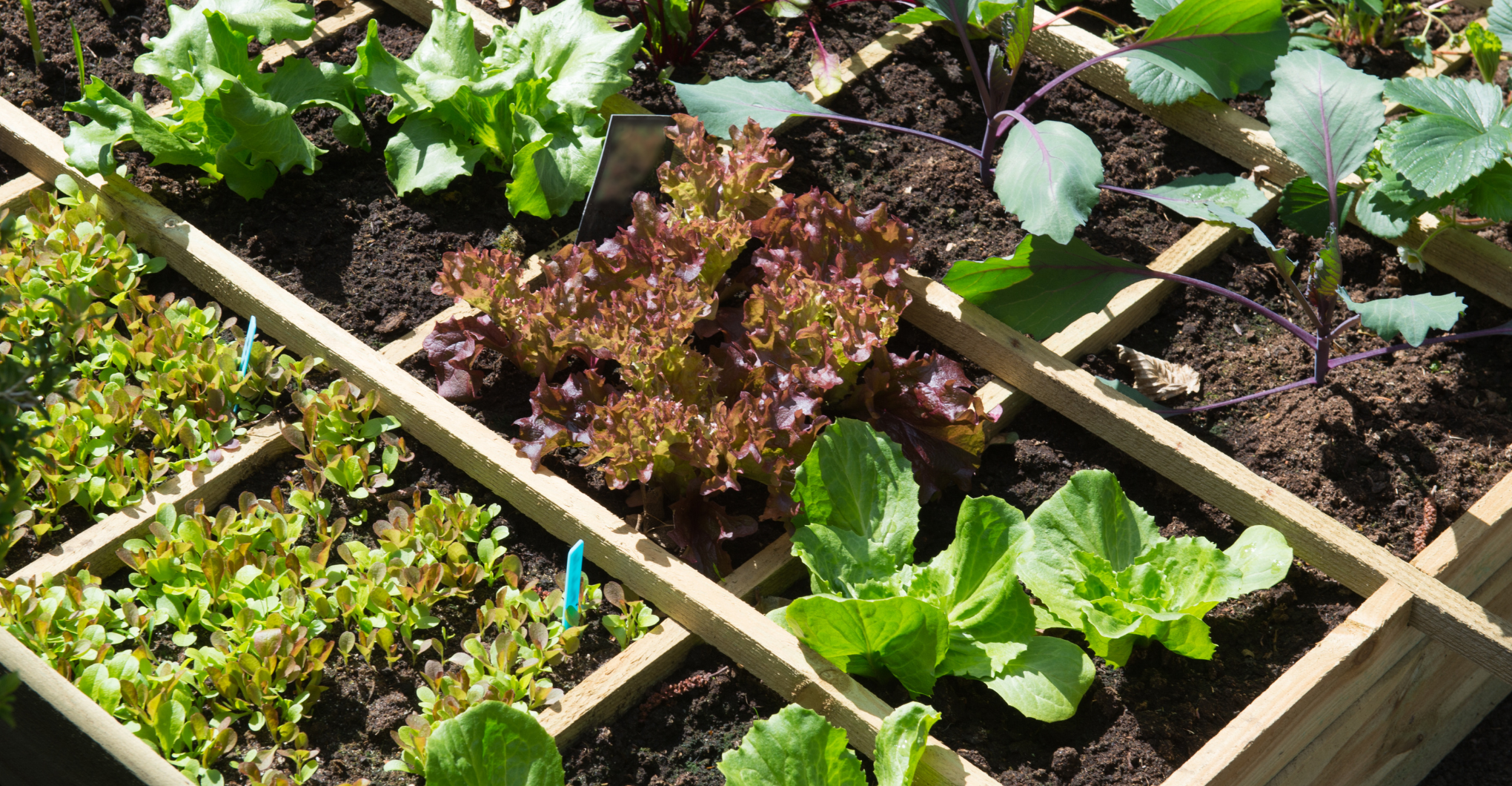 vegetable gardens plan