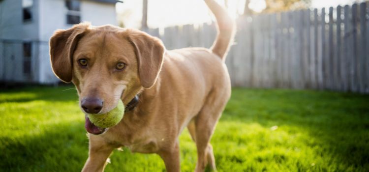 The Importance of Pet-Friendly Fencing