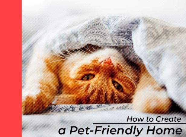 How to Create a Pet-Friendly Home