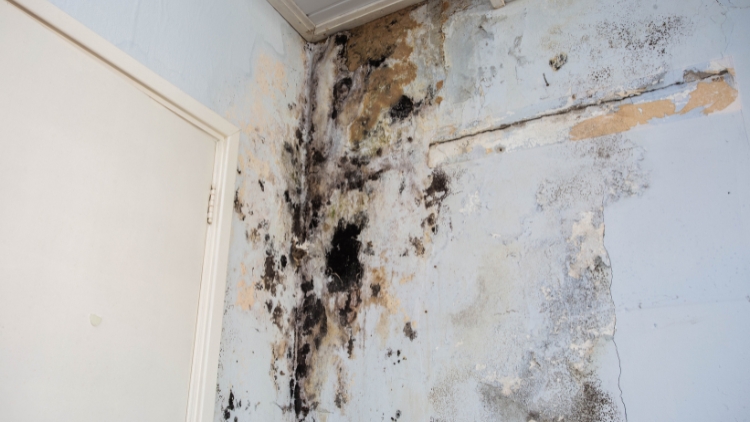 Neglecting Fungal Damages in Residences