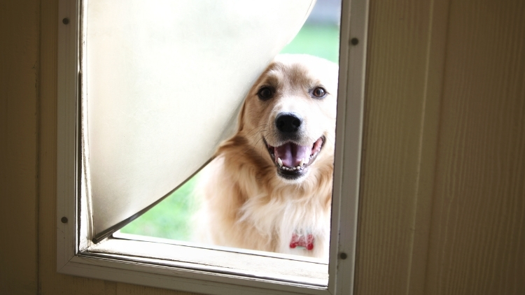 pet door installation