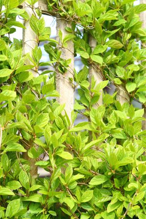 Adding Privacy with Style