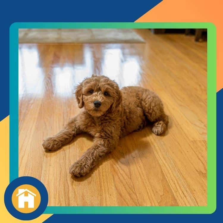 Pet-Friendly Flooring Options for Your Vaughan Home